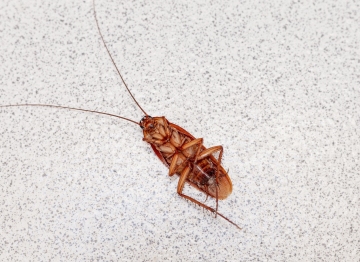 Cockroach Control Musheerabad